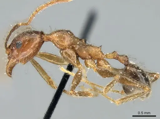 Pheidole impressiceps specimen CASENT0906617 image casent0906617_3
