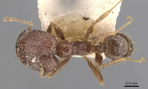 Pheidole impressiceps specimen CASENT0907893 image casent0907893_1