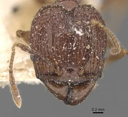 Pheidole impressiceps specimen CASENT0907893 image casent0907893_2