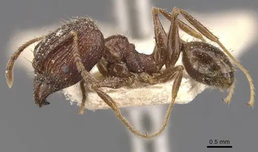 Pheidole impressiceps specimen CASENT0907893 image casent0907893_3