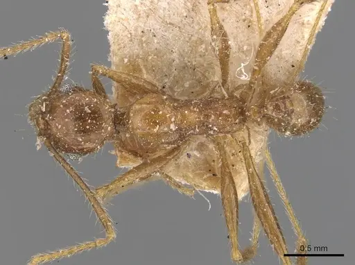 Pheidole impressiceps specimen CASENT0907894 image casent0907894_1