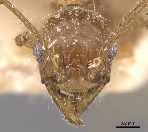 Pheidole impressiceps specimen CASENT0907894 image casent0907894_2