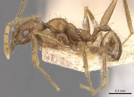Pheidole impressiceps specimen CASENT0907894 image casent0907894_3