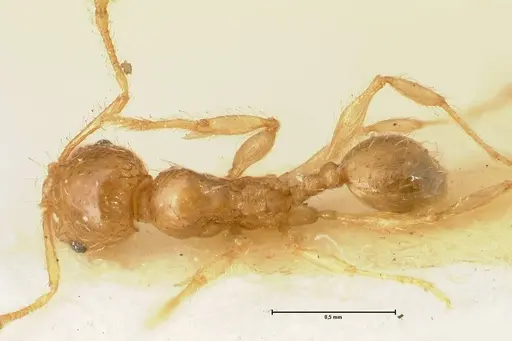 Pheidole impressiceps specimen FOCOL1387 image focol1387_1