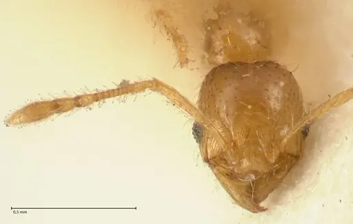 Pheidole impressiceps specimen FOCOL1387 image focol1387_2