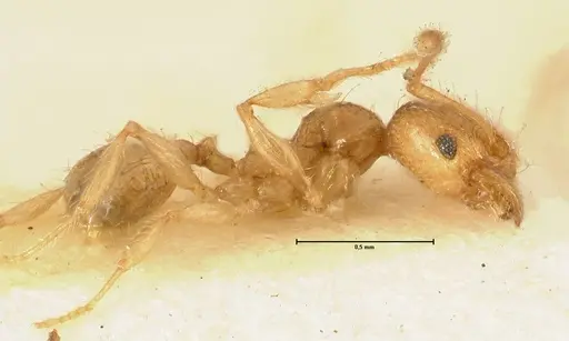 Pheidole impressiceps specimen FOCOL1387 image focol1387_3