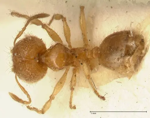 Pheidole impressiceps specimen FOCOL1388 image focol1388_1