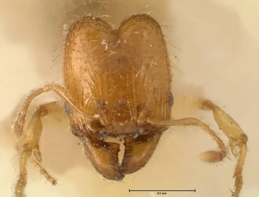 Pheidole impressiceps specimen FOCOL1388 image focol1388_2