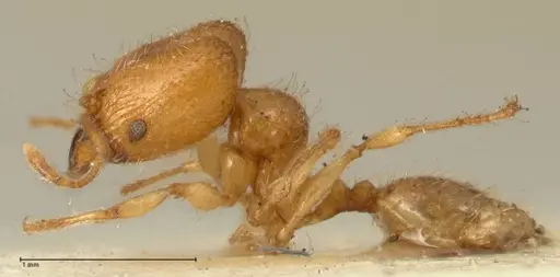 Pheidole impressiceps specimen FOCOL1388 image focol1388_3