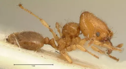 Pheidole impressiceps specimen FOCOL1388 image focol1388_4