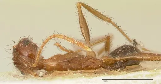 Pheidole impressiceps specimen FOCOL1389 image focol1389_1