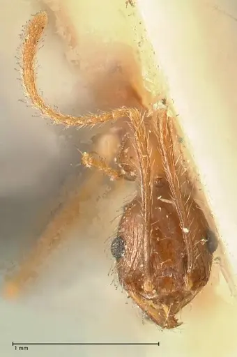 Pheidole impressiceps specimen FOCOL1389 image focol1389_2
