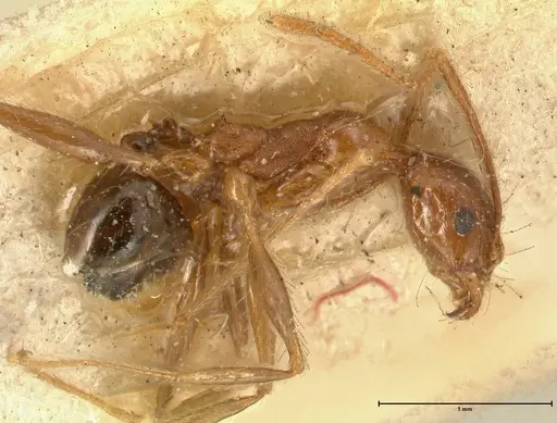 Pheidole impressiceps specimen FOCOL1389 image focol1389_3