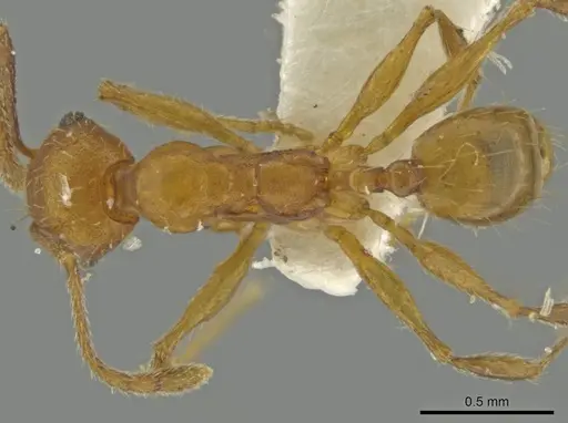 Pheidole inca specimen CASENT0645804 image casent0645804_1