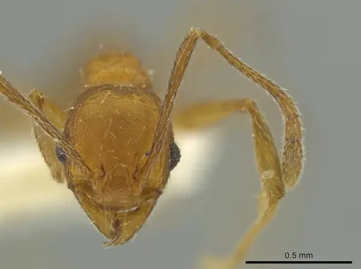Pheidole inca specimen CASENT0645804 image casent0645804_2