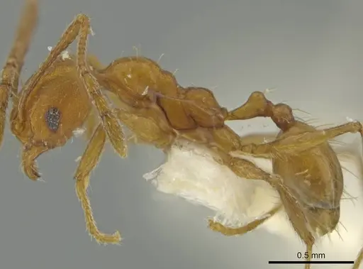 Pheidole inca specimen CASENT0645804 image casent0645804_3