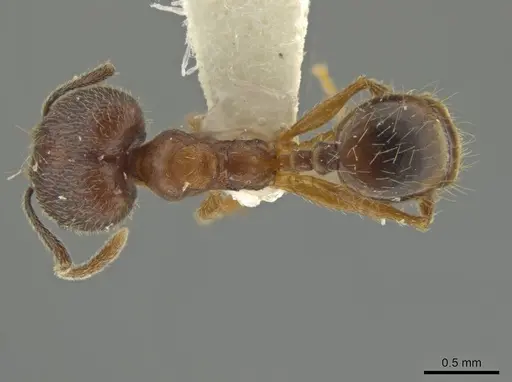 Pheidole inca specimen JTLC000016410 image jtlc000016410_1