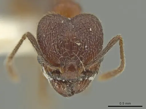 Pheidole inca specimen JTLC000016410 image jtlc000016410_2