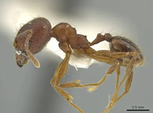 Pheidole inca specimen JTLC000016410 image jtlc000016410_3