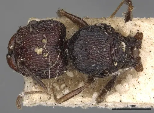 Pheidole incerta specimen CASENT0901408 image casent0901408_1