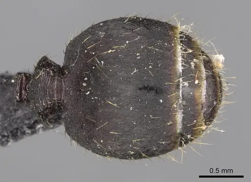 Pheidole incerta specimen CASENT0901408 image casent0901408_2