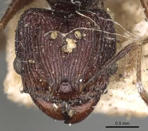 Pheidole incerta specimen CASENT0901408 image casent0901408_3