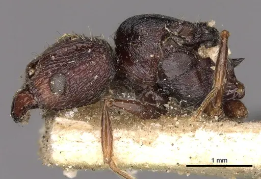 Pheidole incerta specimen CASENT0901408 image casent0901408_4