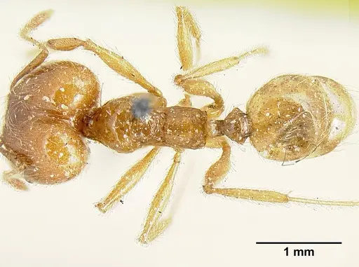 Pheidole incisa specimen CASENT0601276 image casent0601276_1
