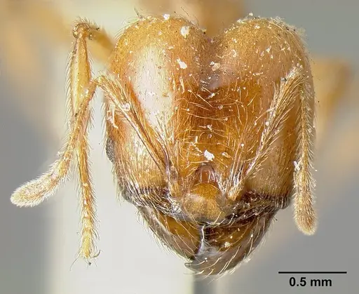Pheidole incisa specimen CASENT0601276 image casent0601276_2