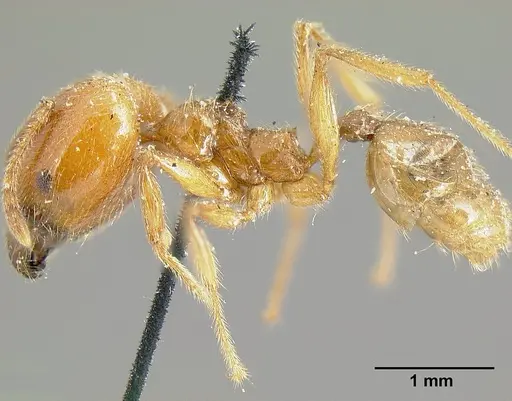 Pheidole incisa specimen CASENT0601276 image casent0601276_4