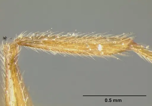 Pheidole incisa specimen CASENT0601276 image casent0601276_5