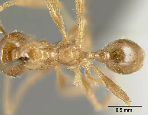 Pheidole incisa specimen CASENT0601277 image casent0601277_1