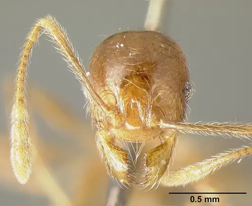 Pheidole incisa specimen CASENT0601277 image casent0601277_2