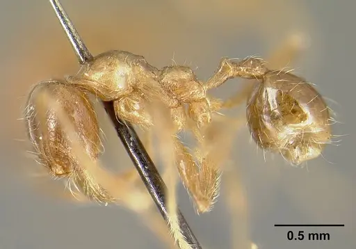 Pheidole incisa specimen CASENT0601277 image casent0601277_3