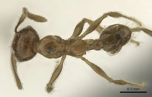 Pheidole incisa specimen CASENT0901608 image casent0901608_1