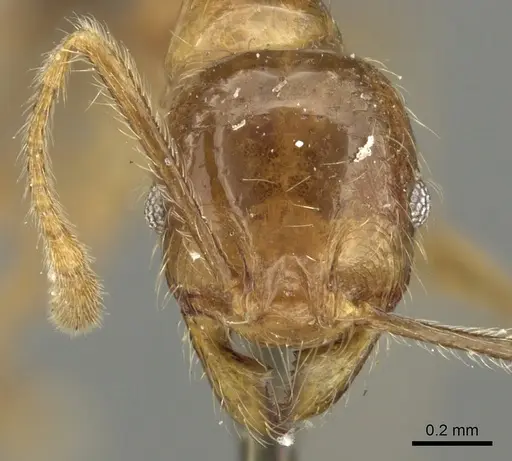Pheidole incisa specimen CASENT0901608 image casent0901608_2