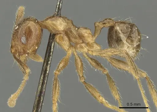 Pheidole incisa specimen CASENT0901608 image casent0901608_3