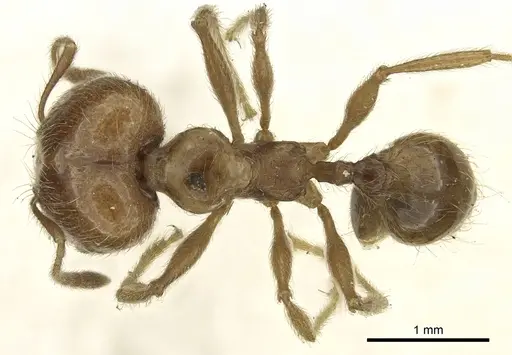 Pheidole incisa specimen CASENT0901609 image casent0901609_1