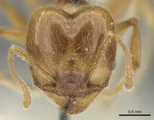 Pheidole incisa specimen CASENT0901609 image casent0901609_2