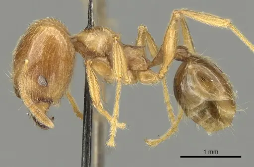 Pheidole incisa specimen CASENT0901609 image casent0901609_3