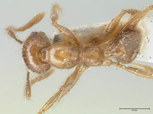 Pheidole incisa specimen FOCOL1554 image focol1554_1