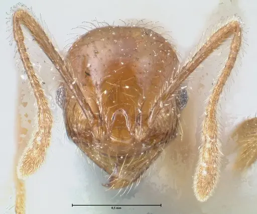 Pheidole incisa specimen FOCOL1554 image focol1554_2
