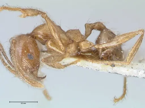 Pheidole incisa specimen FOCOL1554 image focol1554_3