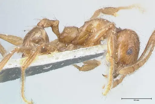 Pheidole incisa specimen FOCOL1554 image focol1554_4