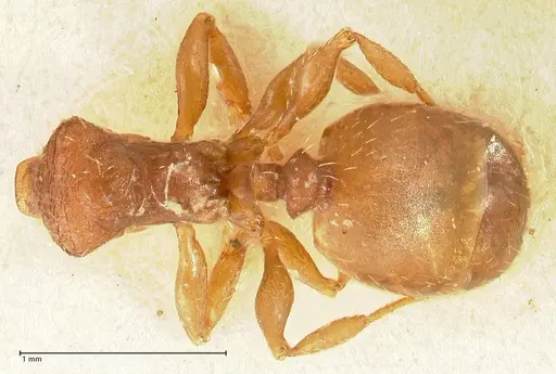 Pheidole incurvata specimen FOCOL1421 image focol1421_1