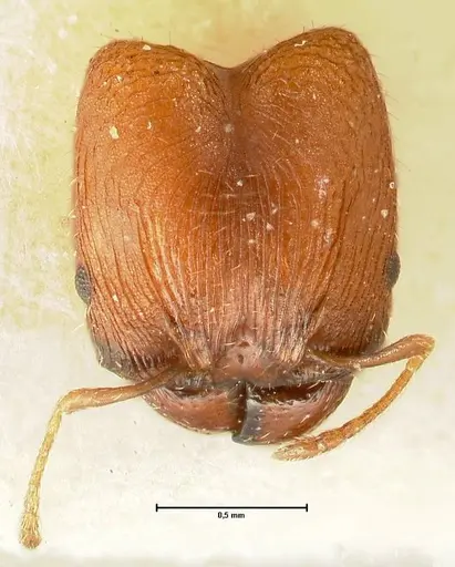 Pheidole incurvata specimen FOCOL1421 image focol1421_2