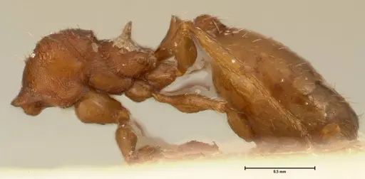 Pheidole incurvata specimen FOCOL1421 image focol1421_3