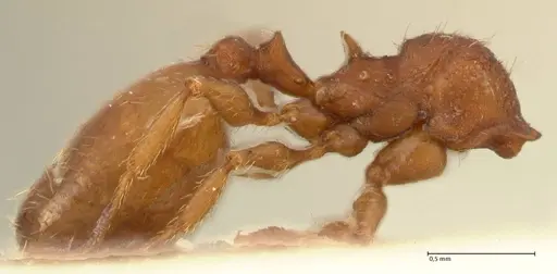 Pheidole incurvata specimen FOCOL1421 image focol1421_4