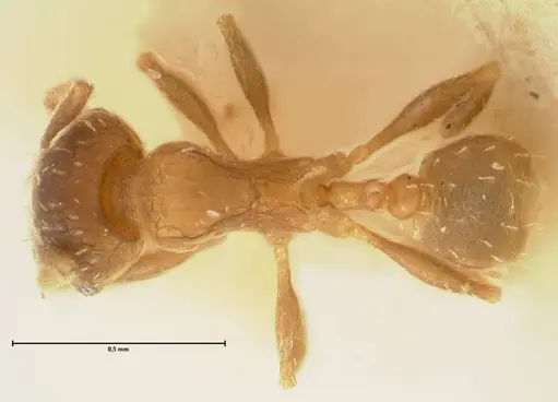 Pheidole incurvata specimen FOCOL1422 image focol1422_1