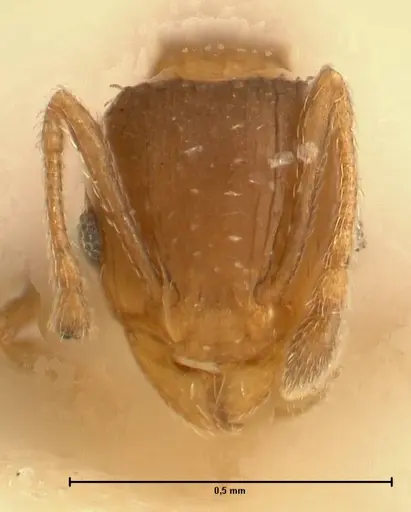 Pheidole incurvata specimen FOCOL1422 image focol1422_2